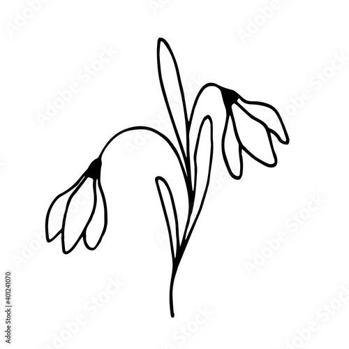 2 vector Doodle snowdrops on a white background. Can be used for spring design, wedding decor, textiles,