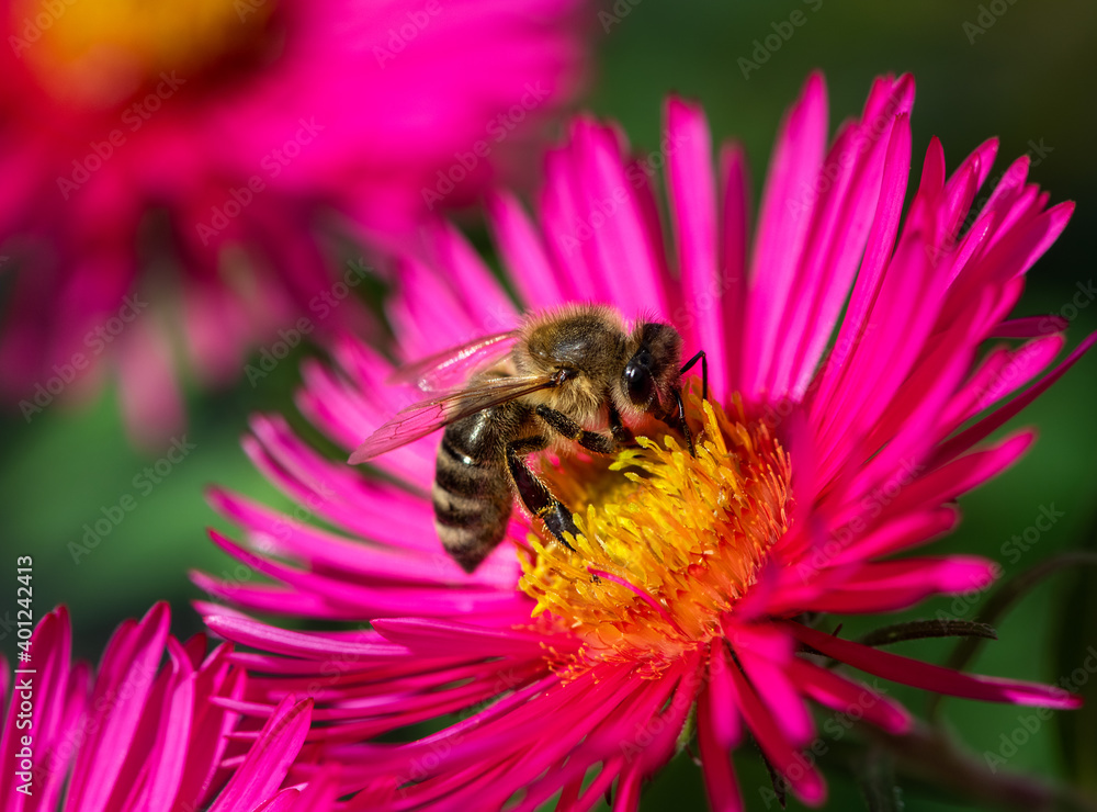 Bee collecting nectar at a pink aster blossom Bee collecting nectar at a pink aster blossom