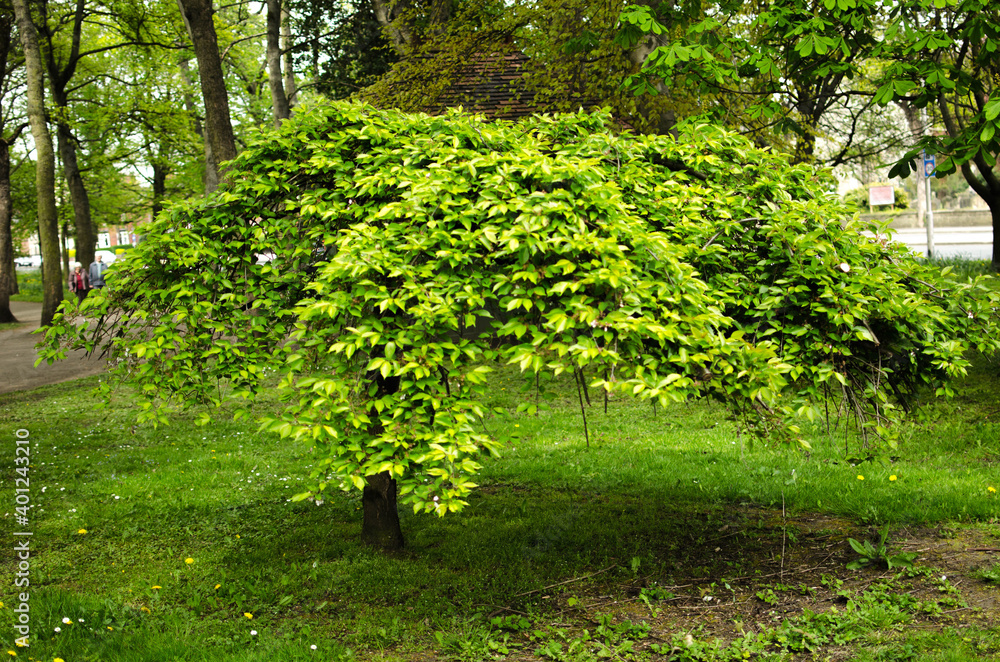 Fototapeta premium trees in the park