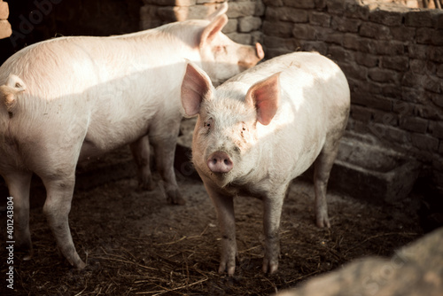 livestock pig on farm isolated © Djordje