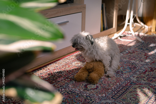 Fényképezés Small dog humps its teddy bear toy on the room floor