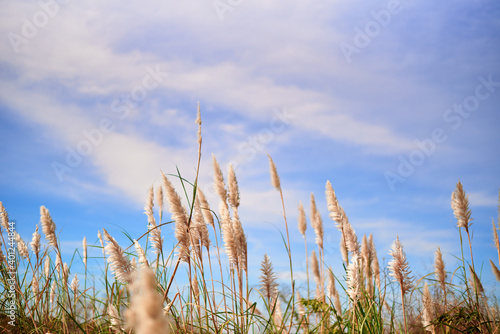 Fototapeta Naklejka Na Ścianę i Meble -  Furry reed flower swaying in the wind