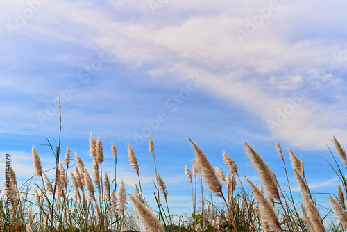 Fototapeta Naklejka Na Ścianę i Meble -  Furry reed flower swaying in the wind