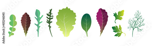 A set of different salad leaves.