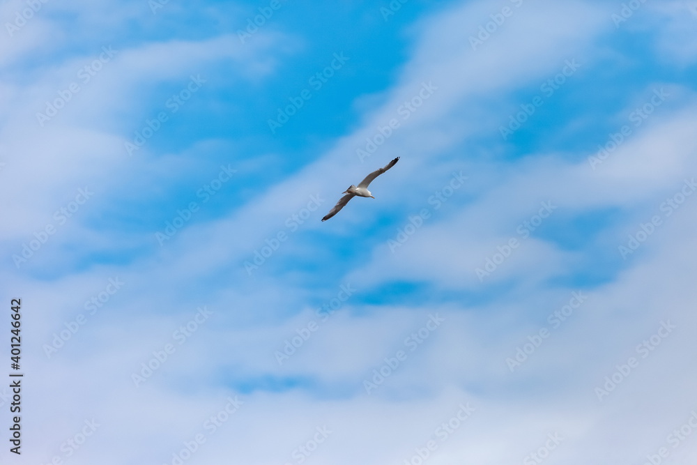 Flying bird river gull on the background of blue sky and white clouds (Background, banner, Wallpaper)
