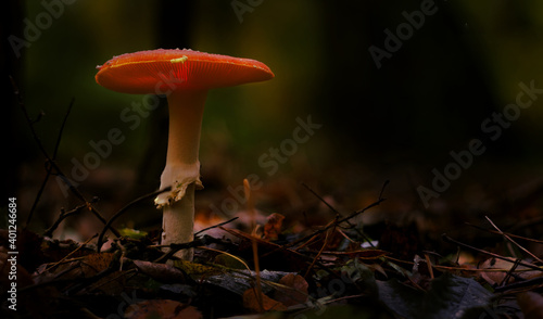 Podświetlony grzyb w lesie z czerwonym kapeluszem.