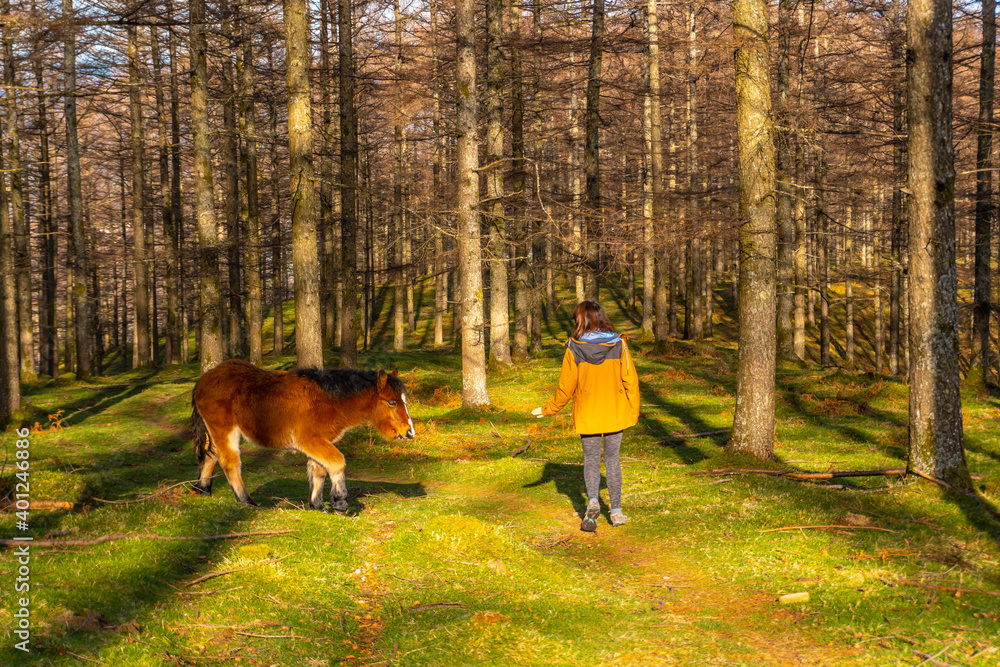 A young woman stroking wild horses in the Oianleku beech forest, in the town of Oiartzun, Gipuzkoa. Basque Country