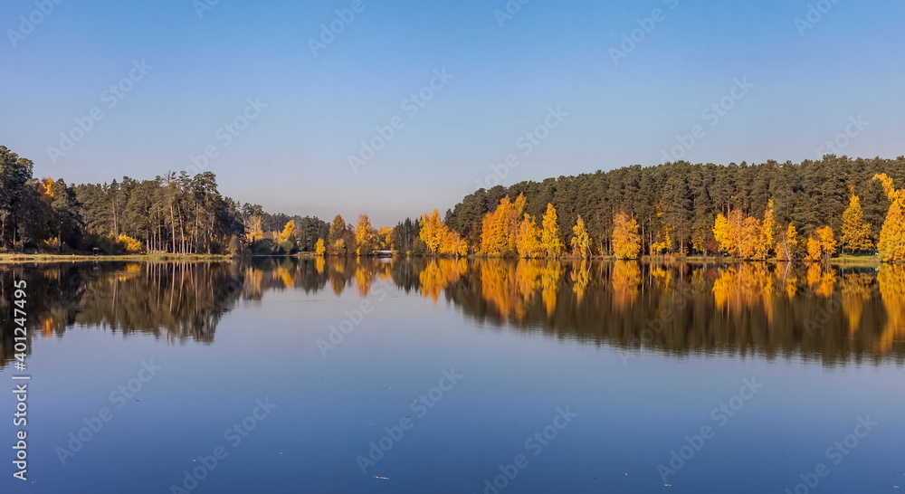 Autumn landscape with pines and yellow birches with reflection on the surface of the pond water against the blue sky