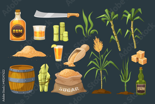 Fresh cane sugar with stem and leaf plants set. Sugarcane plants, cane sugar lumps and cube, glass bottles of rum, bamboo, rum alcoholic liquid. Natural organic alcohol industry food vector
