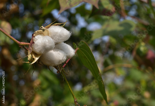 Exposed flower bud of Gossypium herbaceum, commonly known as Levant cotton, species of cotton. photo