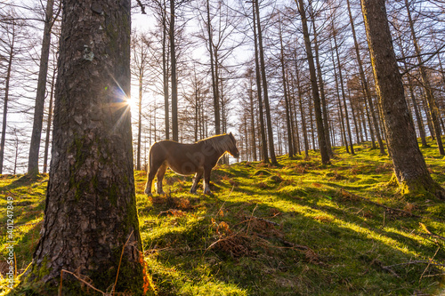 Free wild horses in the Oianleku forest at sunrise, in the town of Oiartzun, Gipuzkoa. Basque Country. Spain photo