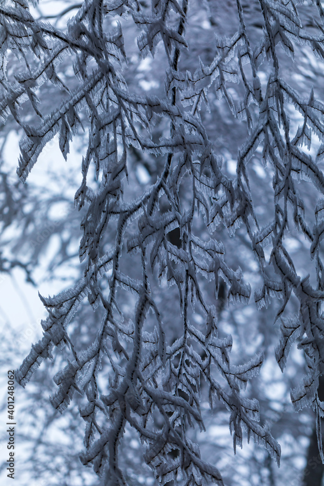 Frozen trees in winter forest Frozen trees in winter forest