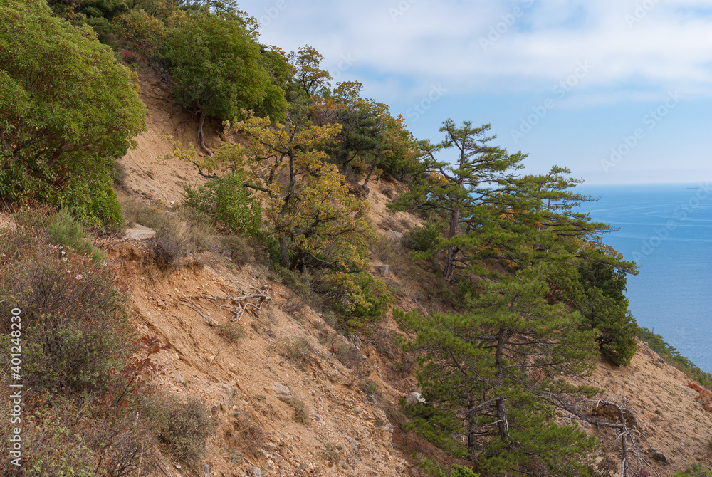 Fall landscape with rocky slope overgrown with oaks, pine and strawberry trees  of the Black Sea shore in natural reserve on Cape Martyan near Yalta city, Ukraine