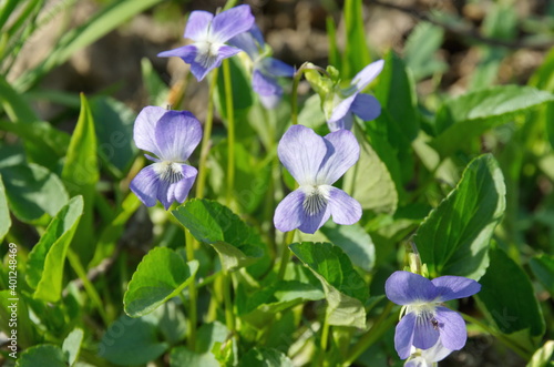 Violet of Reichenbach  or violet of the forest  Lat. Viola reichenbachiana 