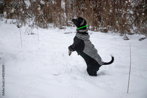 A beautiful dog catches a snowball in a jump. Dynamics of movement of the dog. American Staffordshire Terrier playing in the winter park.