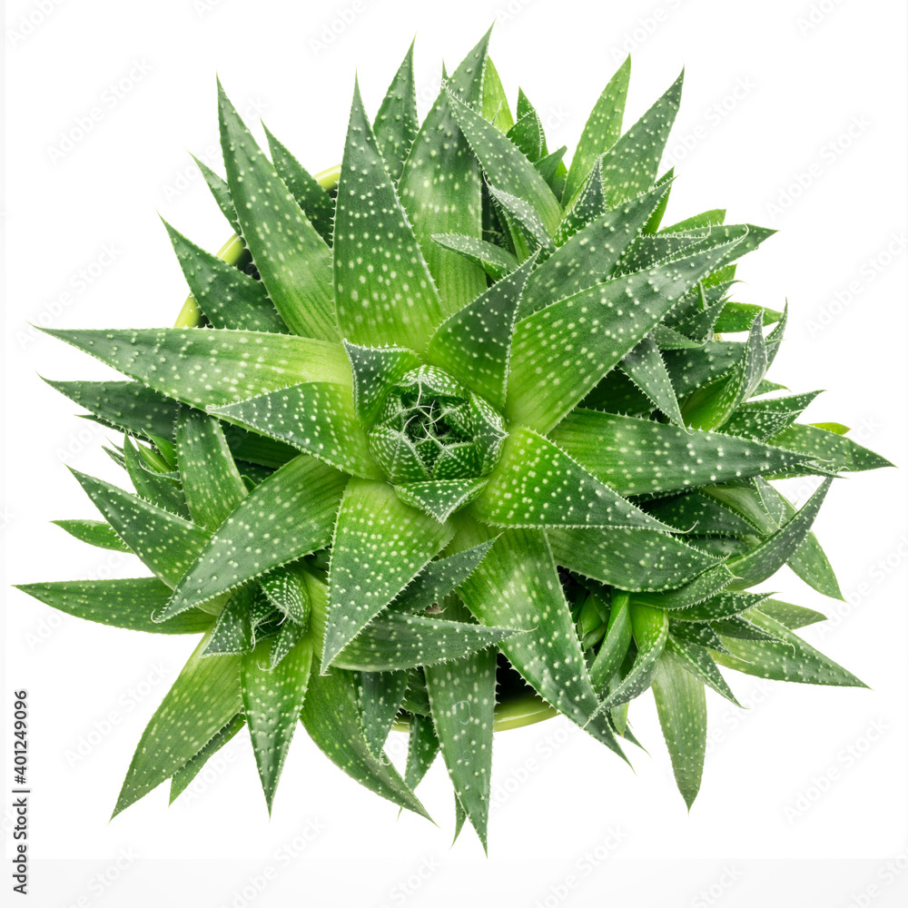 green aloe plant abstract - top closeup view, isolated on white green aloe plant abstract - top closeup view, isolated on white