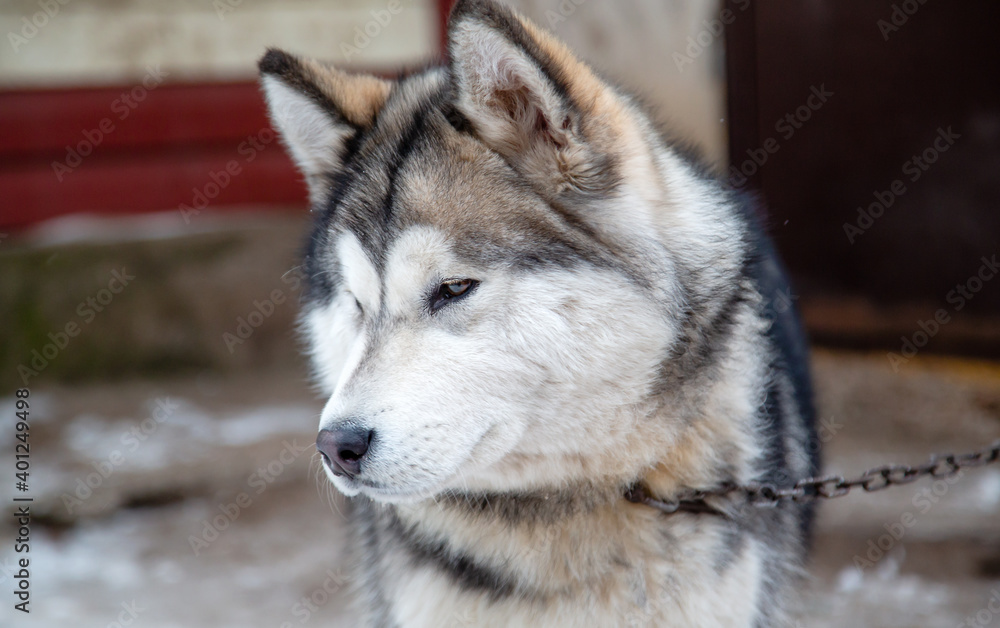dog portrait alaskan malamute