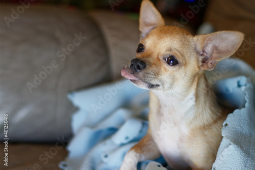 Chihuahua dog with tongue sitting indoors with blue blanket