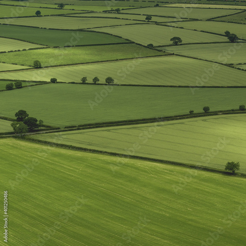 Green fields
