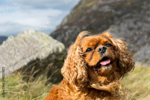 Obraz na płótnie cocker spaniel dog