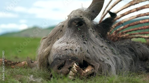 Old Dead Animal Carcass That Died Naturally in Meadow.Carrion putrefaction decay rot decomposition corruption rottenness rotten dead deceased defunct lifeless inanimate exanimate gone departed cadaver