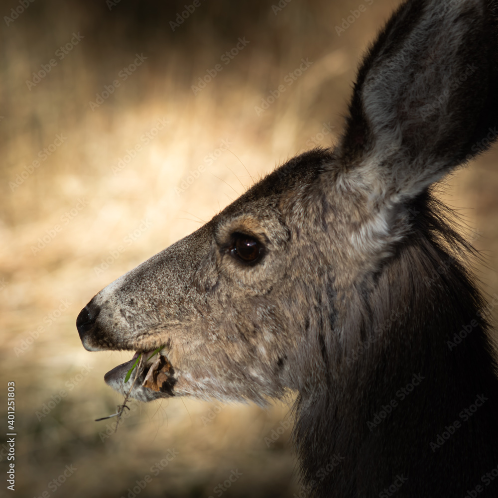Profile of a Mule Deer