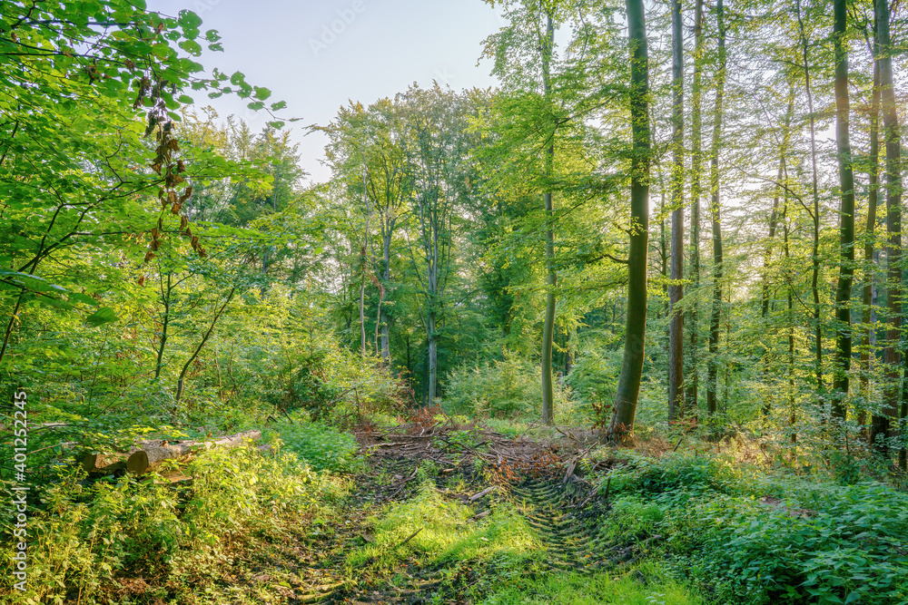 A small sunny forest clearing where there are tire tracks from construction machines in the ground A small sunny forest clearing where there are tire tracks from construction machines in the ground