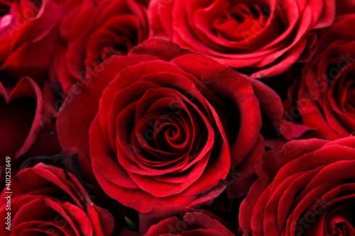 Red roses close up 