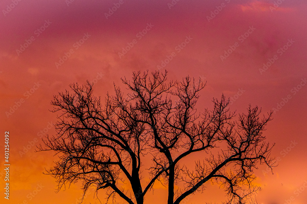 silhouette of a tree during sunrise