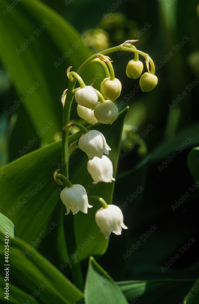 Muguet, Convallaria majalis Muguet, Convallaria majalis