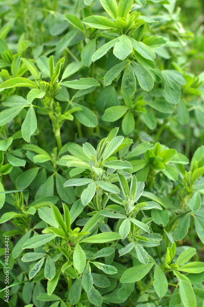 In the spring field young alfalfa grows In the spring field young alfalfa grows