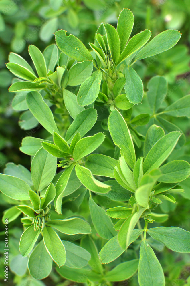 In the spring field young alfalfa grows In the spring field young alfalfa grows