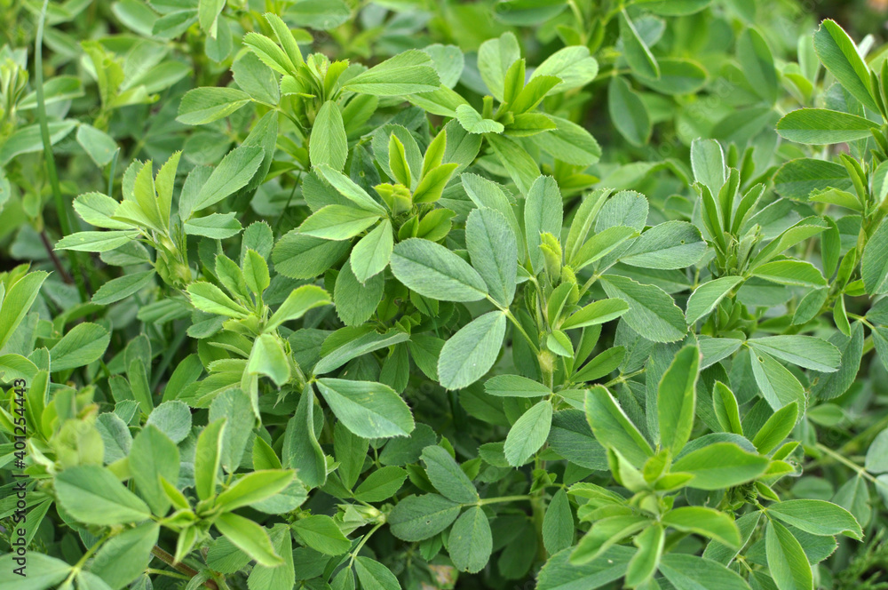 In the spring field young alfalfa grows In the spring field young alfalfa grows
