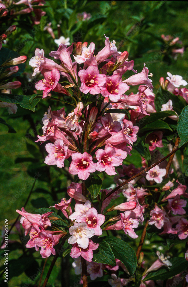 Weigelia, florida purpureis 'Diervilla' Weigelia, florida purpureis 'Diervilla'