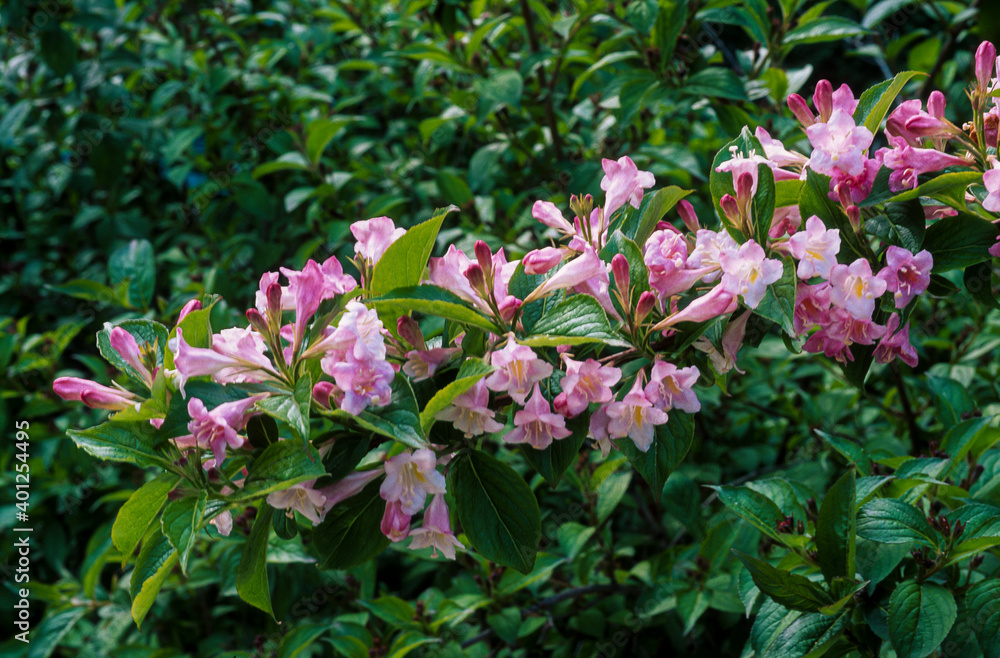 Weigelia, florida purpureis 'Diervilla' Weigelia, florida purpureis 'Diervilla'