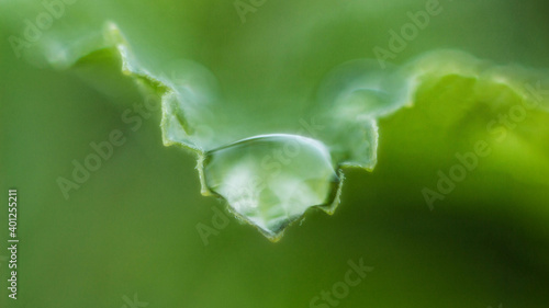 water drop on a leaf