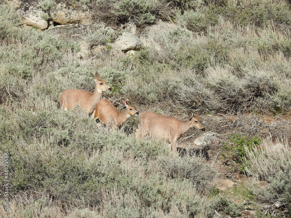Naklejka premium Mule deer in the sagebrush, in the Sierra Nevada Mountains, Mono County, Twin Lakes, California.