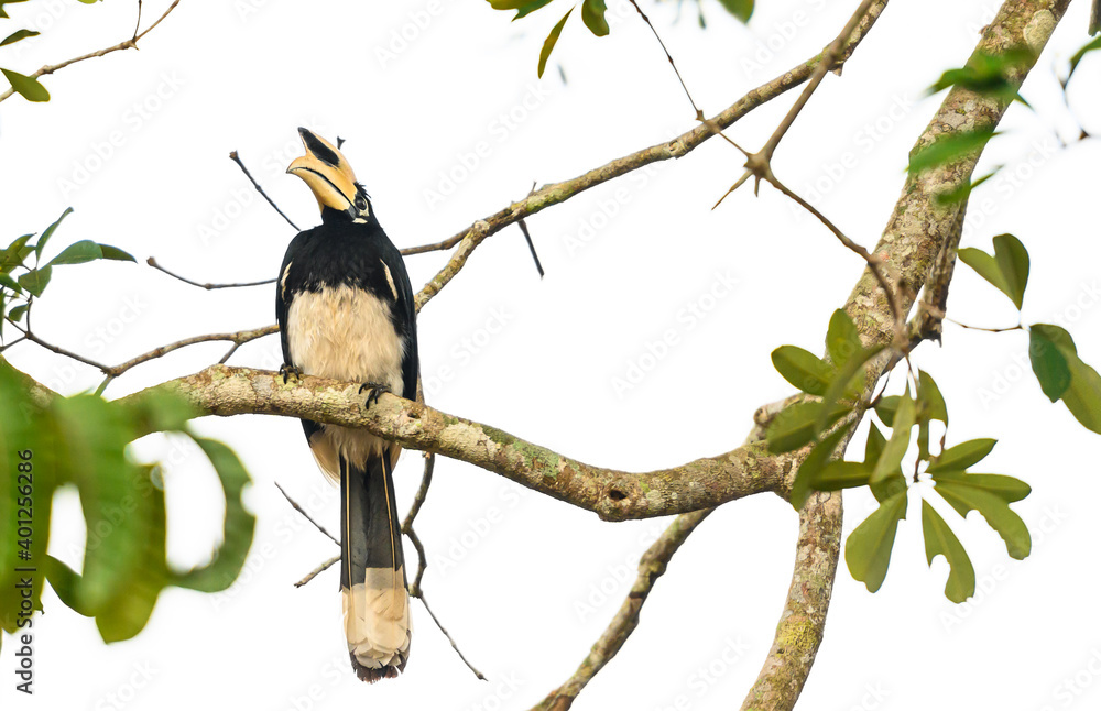 Oriental pied hornbill bird stair on the branch tree in nature at Thailand, Anthracoceros albirostris Oriental pied hornbill bird stair on the branch tree in nature at Thailand, Anthracoceros albirostris
