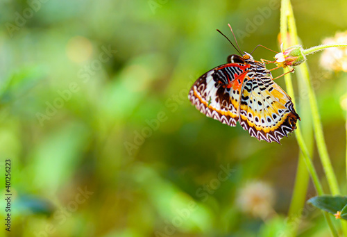 black and brown striped butterfly stand on flower in garden at thailand