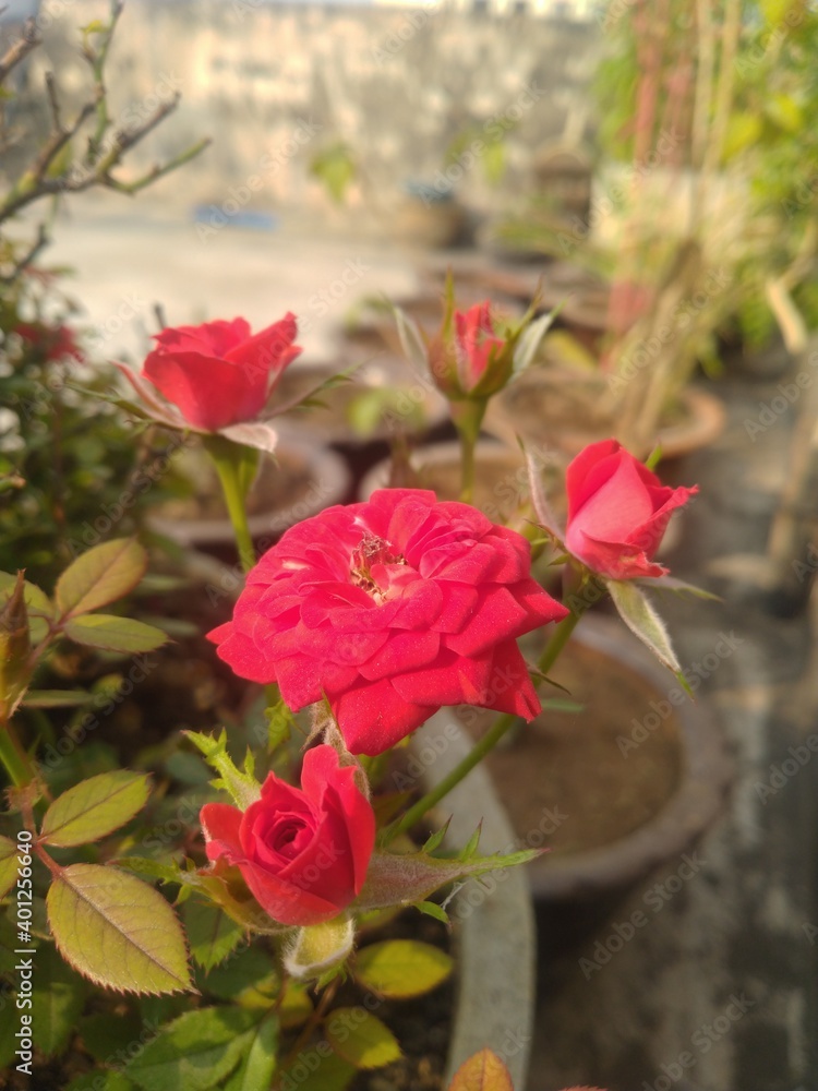 Red Rose Flowers outdoor