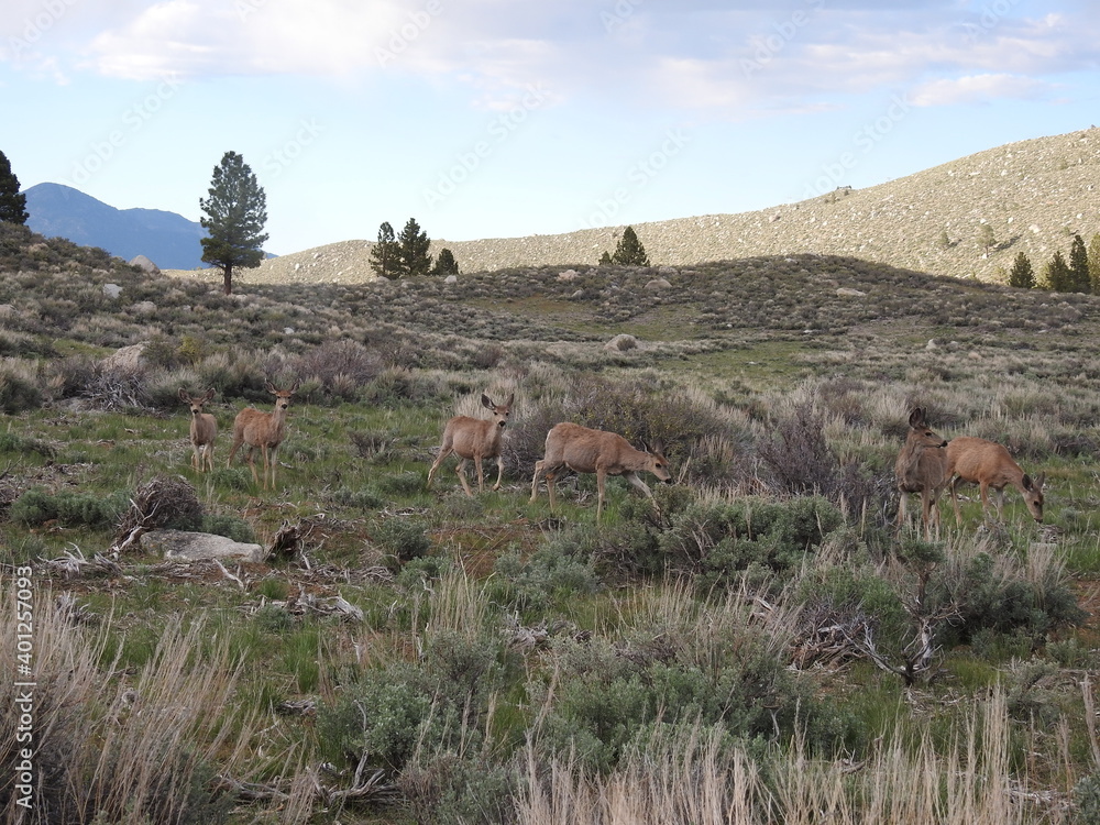 Mule deer living in the Humbolt-Toiyabe National Forest, Eastern Sierra Nevada Mountains, Mono County, California. Mule deer living in the Humbolt-Toiyabe National Forest, Eastern Sierra Nevada Mountains, Mono County, California.