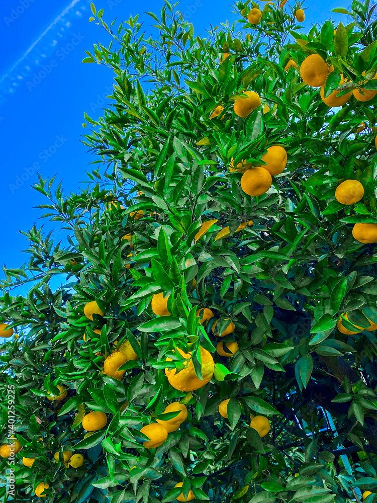 Orange fruits on tree. Cultivating, fruit. Orange fruits on tree. Cultivating, fruit.