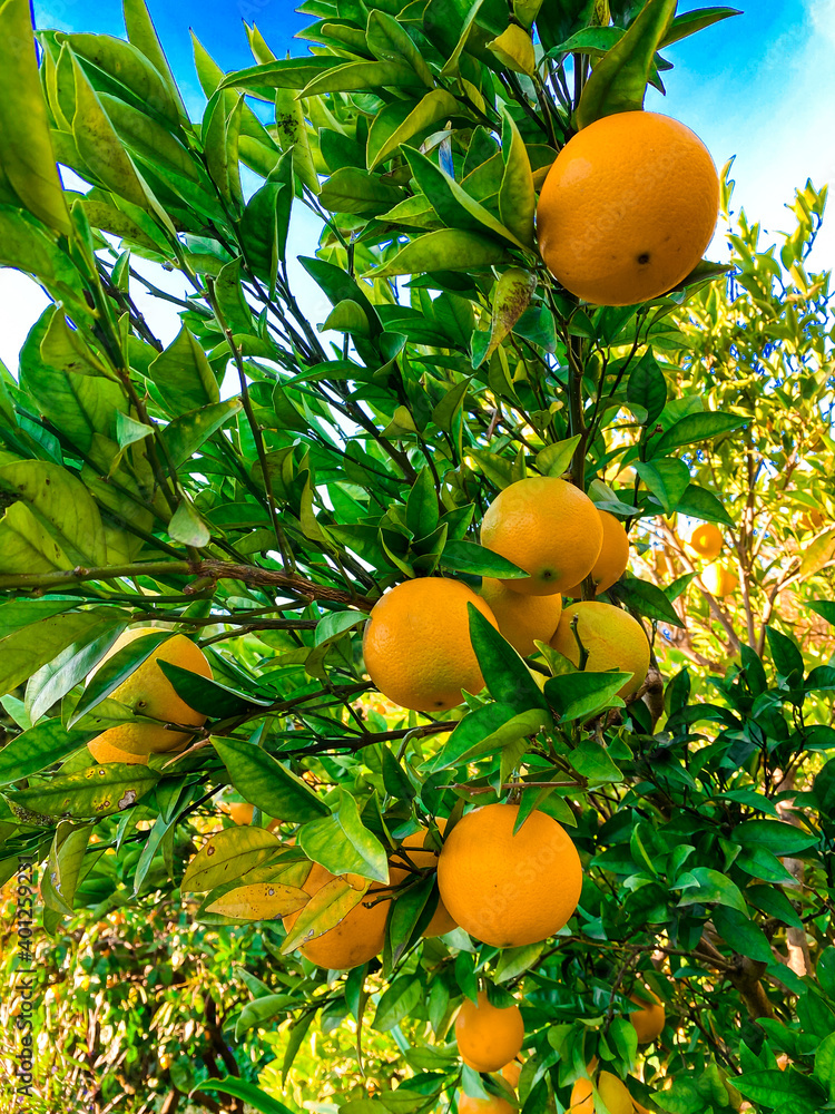 Orange fruits on tree. Cultivating, fruit. Orange fruits on tree. Cultivating, fruit.