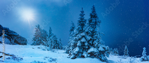 Verschneite Tannenbäume in Bergiger Landschaft bei Nacht