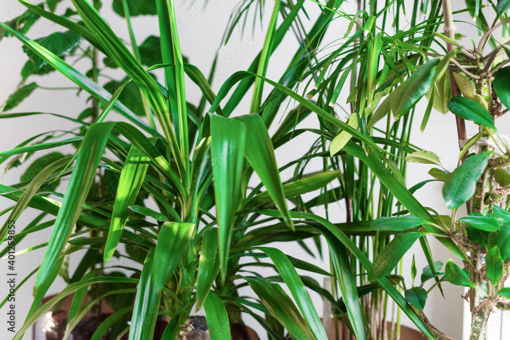 Obraz premium Different types of potted house plant in white room
