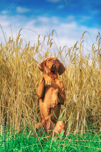 Hungarian vizsla sits on its hind legs in a wheat field.