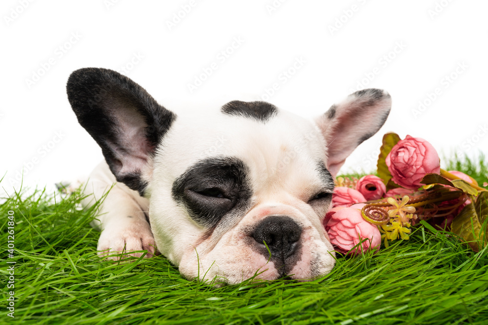 french bulldog dog sleeping  isolated on white background
