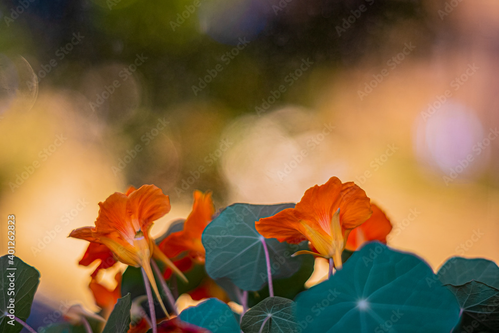 Obraz premium orange flower on colorful sky