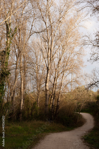 Bosque mediterráneo al atardecer en invierno. Camino de tierra con curva a la izquierda al final. Grupo de árboles sin hojas. Romanticismo, frialdad. © Elena Nemenyi