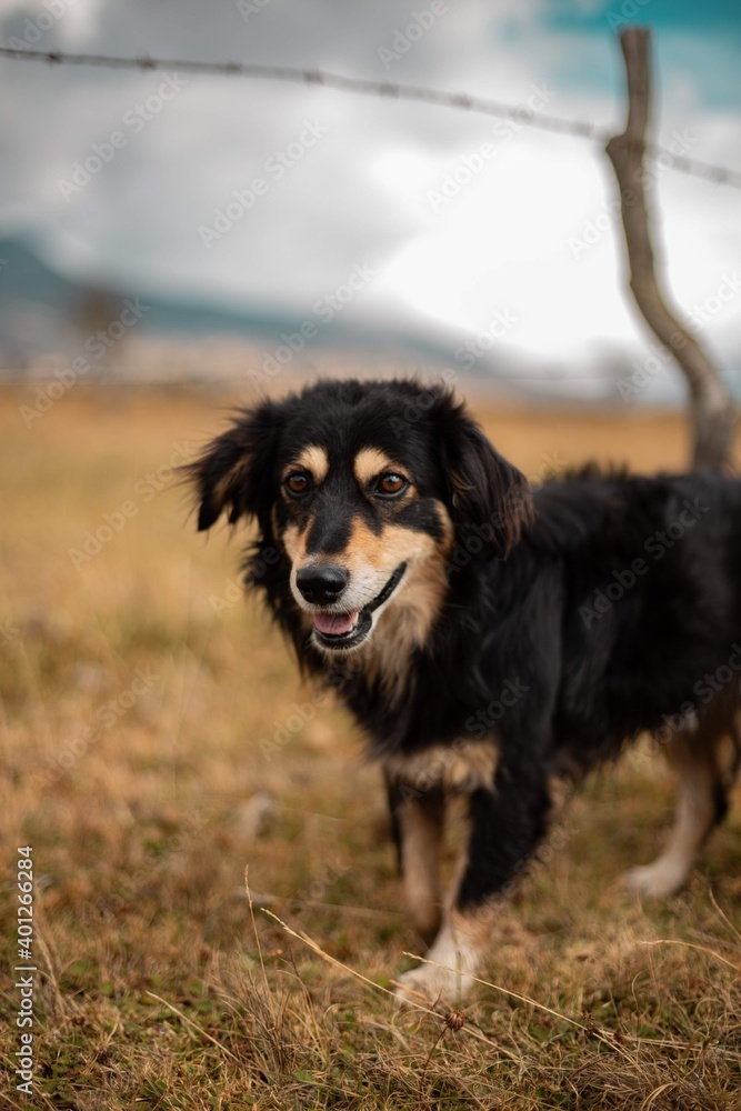 perro en una pradera perro en una pradera